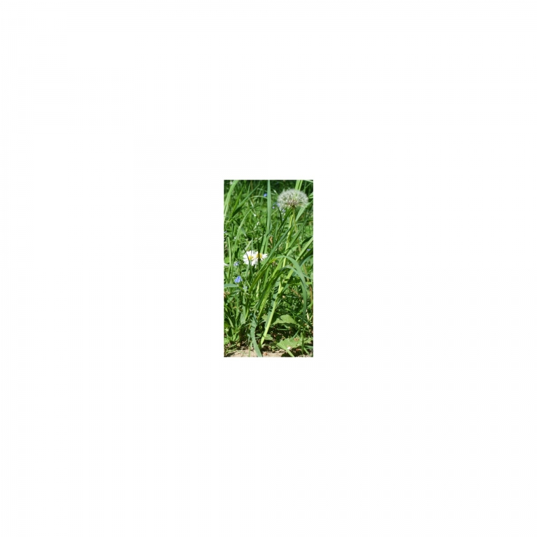 Photo Background - meadow - 10x20 - high